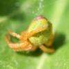 Araniella sp.